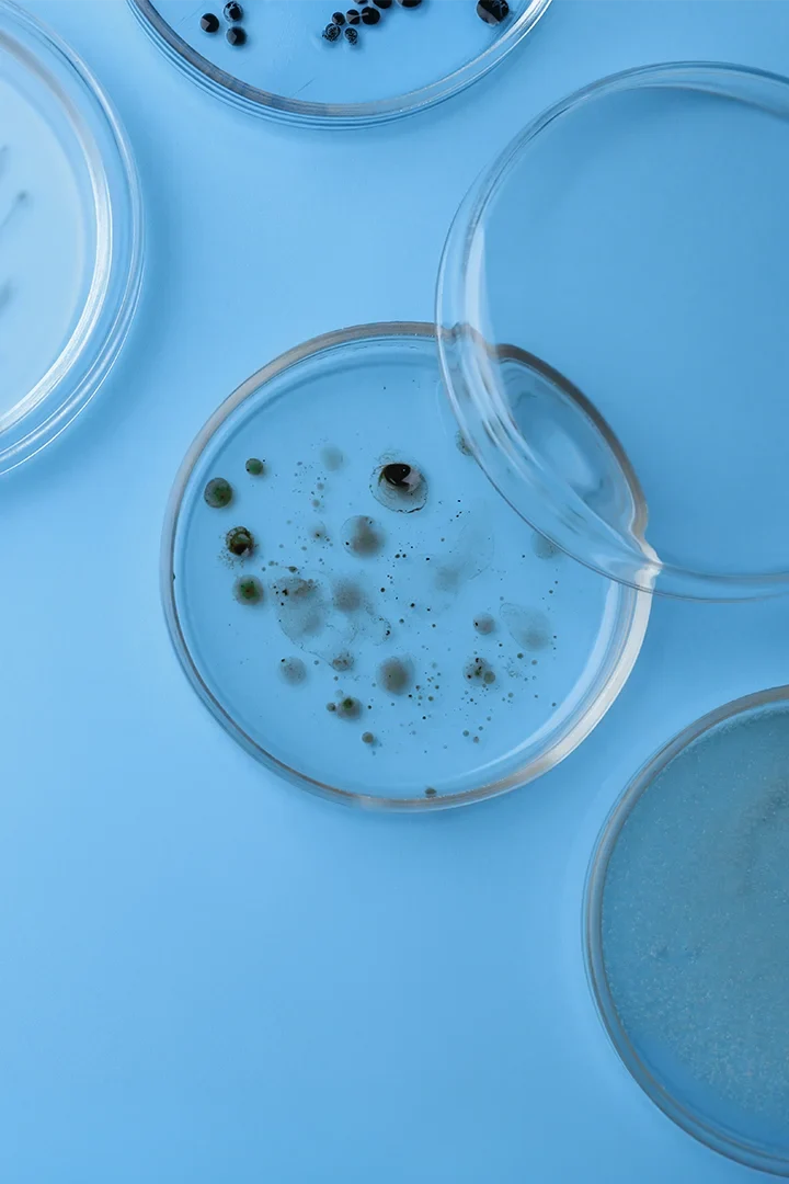 Can bacteria support our immune system?