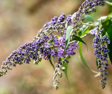 Vitex agnus-castus extract